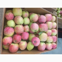 Продам яблука Пірос
