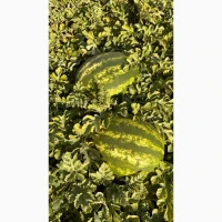 Продам кавун/арбуз Київська область/Бориспільський район