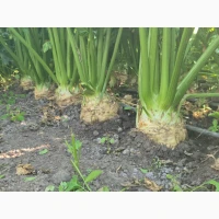 Продам кореневу селеру, велика та товарна