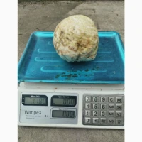 Продам кореневу селеру, велика та товарна