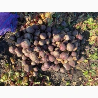Куплю буряк обʼємом