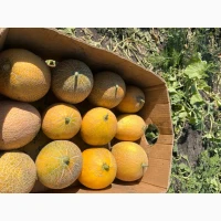 Продам Диню, сорт Ананаска та Ефіопка