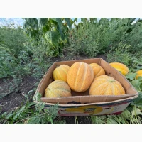 Продам Диню, сорт Ананаска та Ефіопка