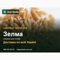 Пшениця т8ердв ярв 3елмв - нвсіння для п0сі8у
