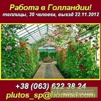 Работа в теплицах Нидерланды (Голландия). Выезд 22.11.2012