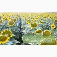 Семена подсолнечника Мэй Агро Сид (MAY AGRO SEED)