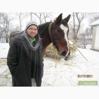 Продам кобылу