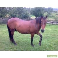 Кінь від першого власника