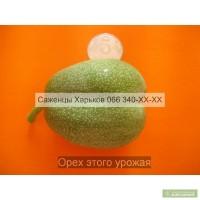 Cаженцы грецкого ореха грецкий орех