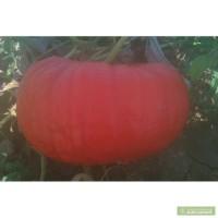 Продам тыкву - опт.Сорт Руж виф д'этамп
