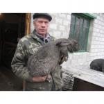 Продам кроликов Ирландский фландр\Серый великан\Белый панон
