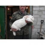 Продам кроликов Ирландский фландр\Серый великан\Белый панон