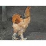 Продам кури брама, кохінхіни, орловці, інкубаційні яйця