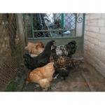 Продам кури брама, кохінхіни, орловці, інкубаційні яйця