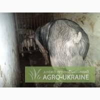 Продам кнура