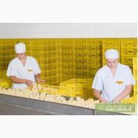 Продам добові курчата бройлери