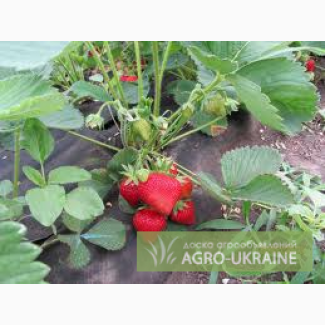 Саженцы клубники сорта Розана киевская, Японский гигант, Чамора туруси