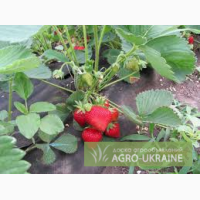 Саженцы клубники сорта Розана киевская, Японский гигант, Чамора туруси