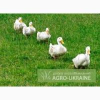 Продам мясо утки