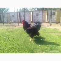 Фавероль.Ваіндот.Лівінци