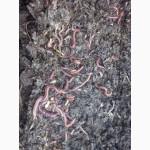 Технологические черви (семья) для биогумуса и для рыбалки