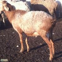 Продам стадо кітних вівців