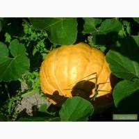 Пропоную насіння гарбуза