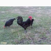 Куры породы Барбезю (Poule de Barbezieux)