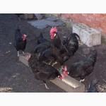 Куры породы Барбезю (Poule de Barbezieux)