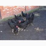 Куры породы Барбезю (Poule de Barbezieux)
