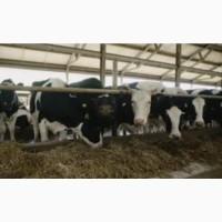 Поштучная и оптовая продажа сена соломы в тюках мешках с доставкой на дом