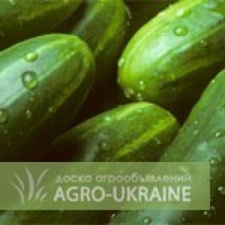 Продажа свежих оугрцов оптом круглый год - овощная фабрика Змиев