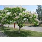 Продам саженцы Катальпы