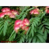 Продам саженцы Катальпы