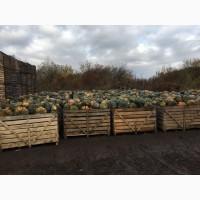 Продам Гарбуз мускатний.Сорт Мукат де прованс