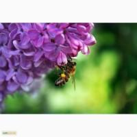 Продам 20 пчелопакетов