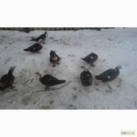 Продам индокачки
