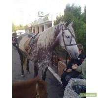Продам кобылу 4 года 9000 грн