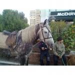 Продам кобылу 4 года 9000 грн