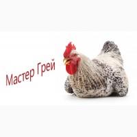 Купить Инкубационное яйцо Мастер Грей