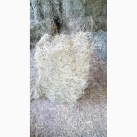 Продам люцерну в больших квадратных тюках(Доставка-Киев)