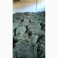 Продам люцерну в больших квадратных тюках(Доставка-Киев)