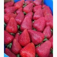 Продам клубнику сорт Альбион