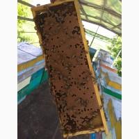 Бакфаст пчелопакеты