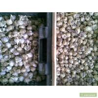 Чеснок озимый украинская селекция