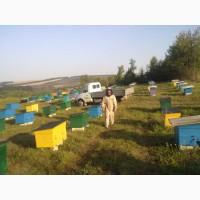 Продам400бджолопакетів українська степова