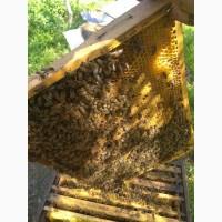 Пчелосемьи