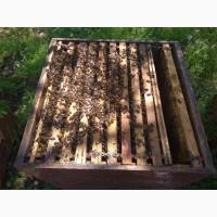 Пчелосемьи