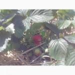 Продам полуницю