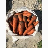 Продам морковь 1-ый сорт Абака